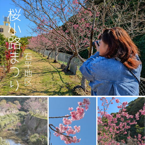 名護だけじゃない。北中城・石平に咲く「桜小路」20年の歳月が育んだ、地域が誇る桜の情熱